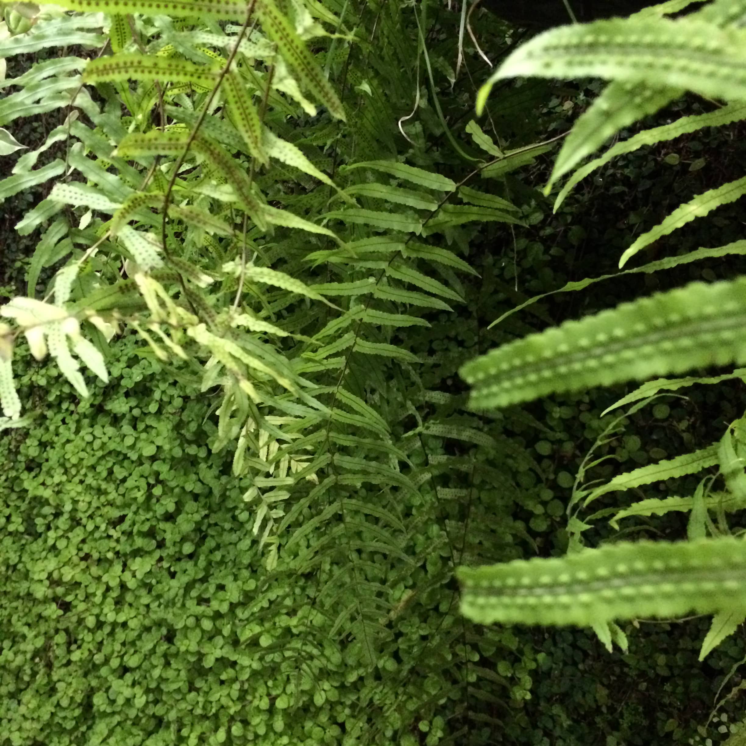 Overlapping fern fronds fill the frame with varied shades of green.