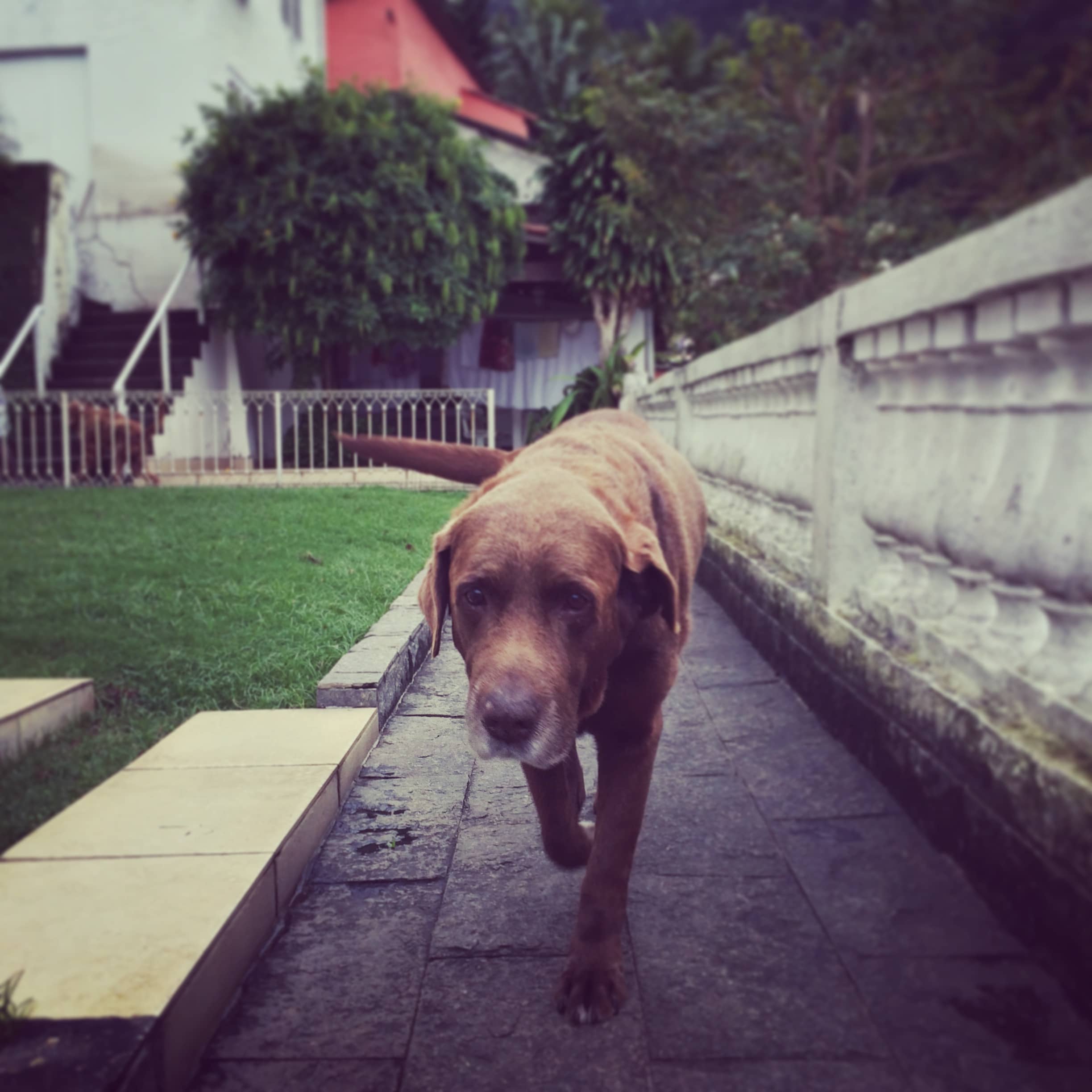 A brown dog walks toward the camera along a narrow paved garden path.