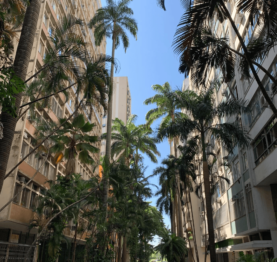 Tall palms and tropical foliage line a narrow space between apartment buildings.