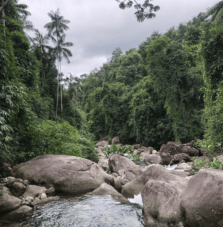 Clear water flows between large boulders in a dense tropical forest.