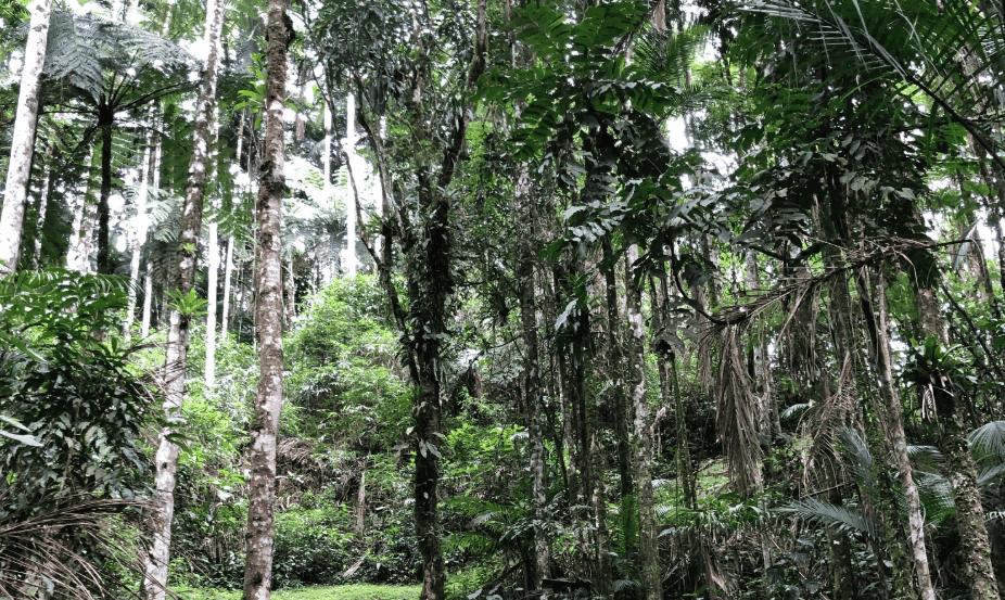 Tall trunks and hanging greenery fill a shaded tropical forest.