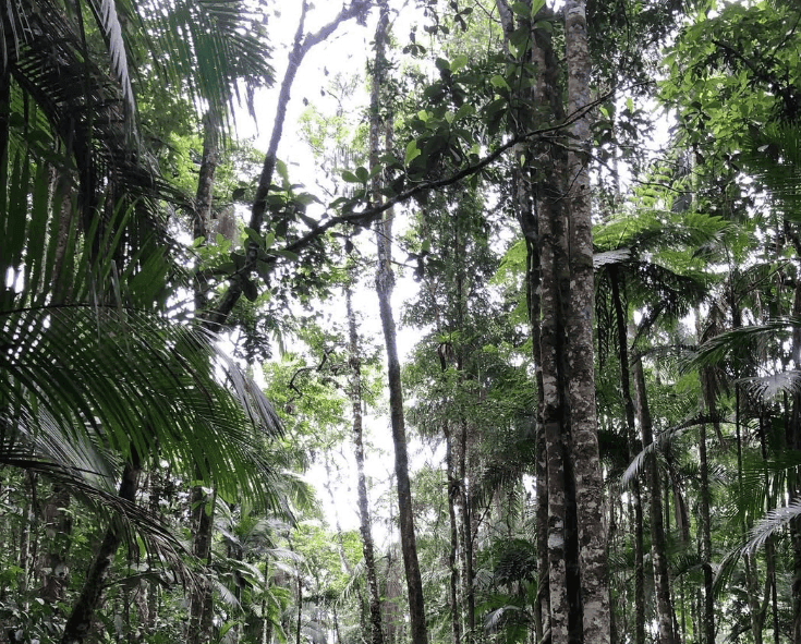 Long vines hang between tall trees beneath a leafy canopy.