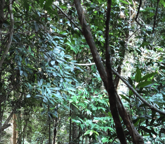 Slender trunks and layered foliage fill a dense forest scene.