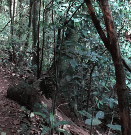 Branches, roots, and dark green leaves surround a shaded forest floor.