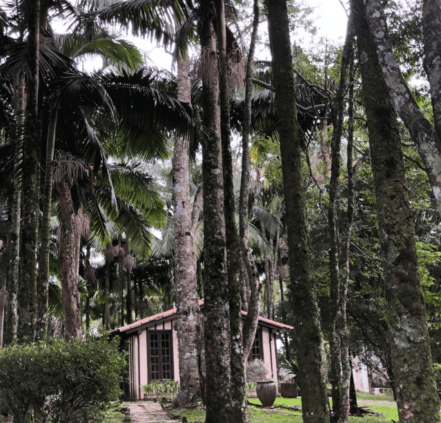 A small wooden shelter stands beneath tall trees in a lush forest.