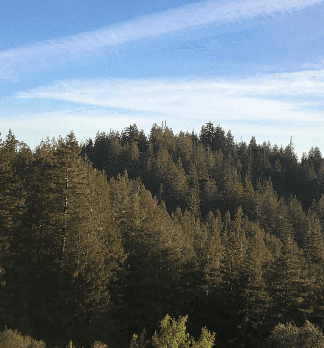 A thick canopy of evergreen trees stretches beneath a blue sky streaked with clouds.