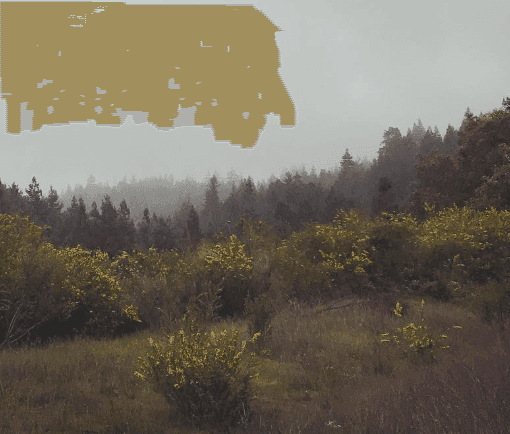 Fog settles over a hillside of shrubs and evergreen trees.