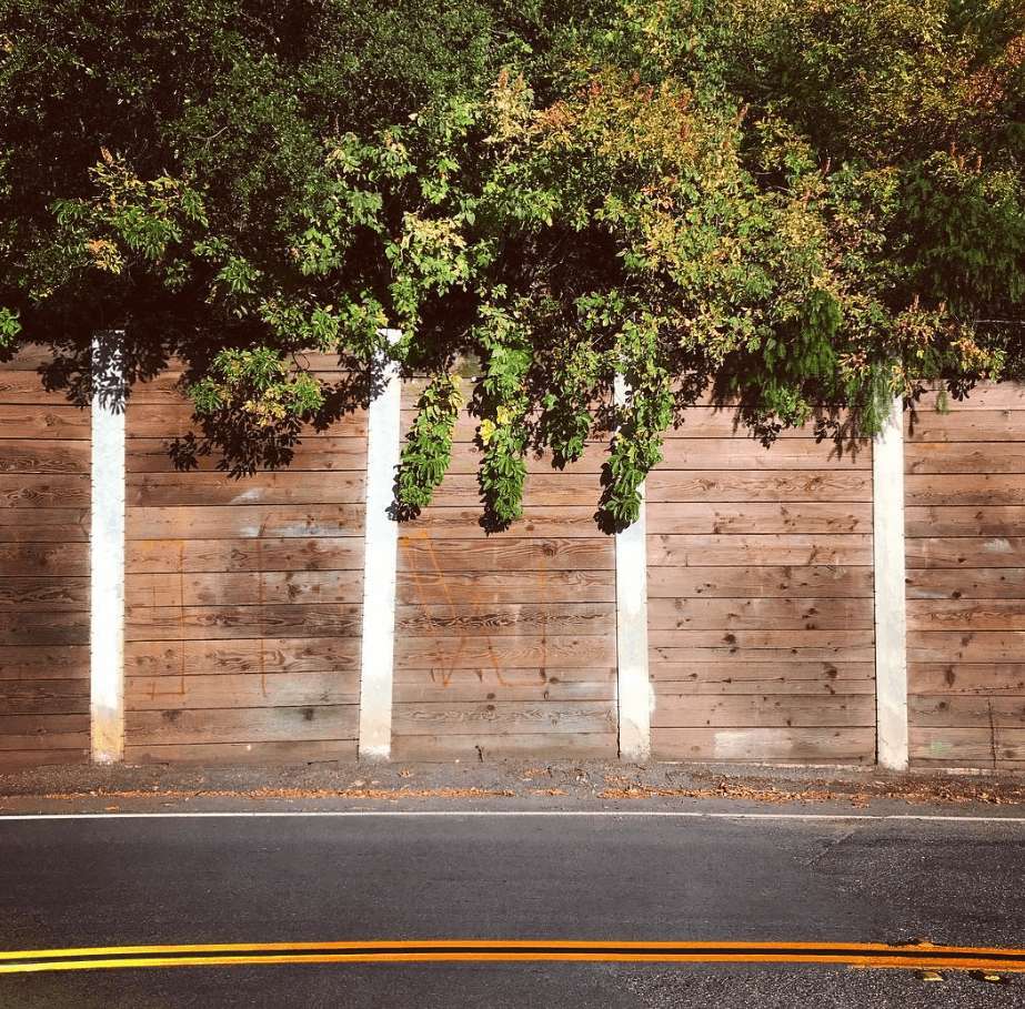 Leafy street trees stand beside a wooden fence and a curving road.