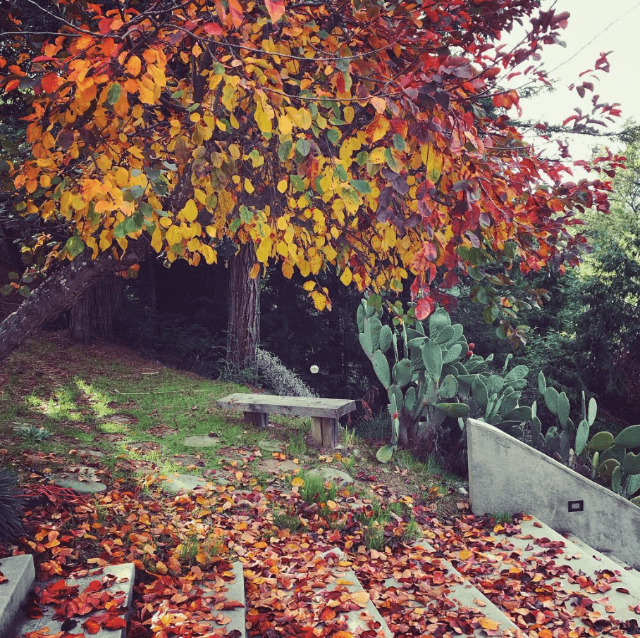 Red and yellow leaves brighten a garden path beneath a small tree.