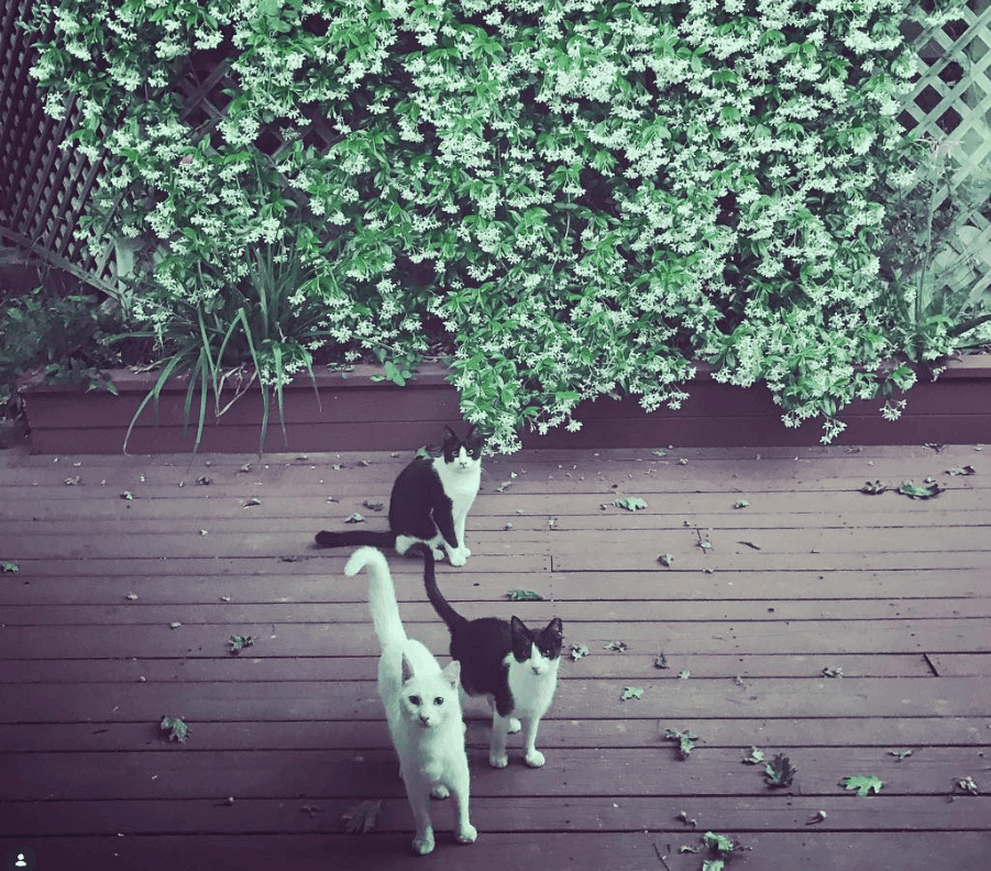 Two black-and-white cats stand on a wooden deck beneath trailing greenery.