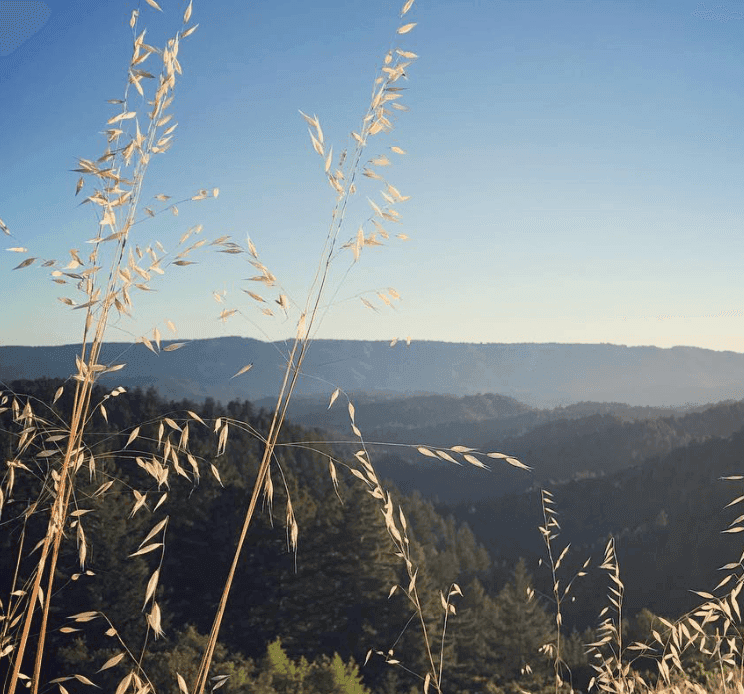 Dry grass seed heads catch the light above distant wooded hills.