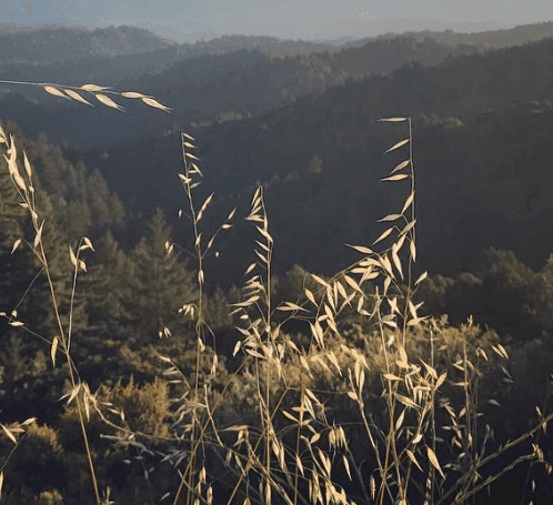 Sunlit golden grasses frame a shadowed valley and rolling hills.