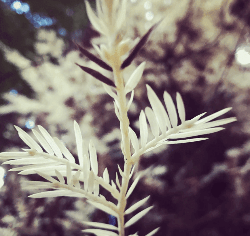 Pale green needle-like leaves grow along a slender branch against a soft background.