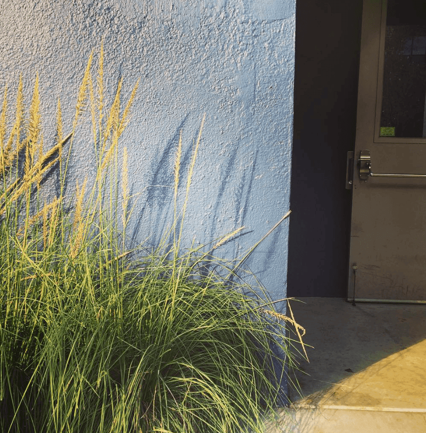 Tall ornamental grass grows beside a textured wall and a doorway.