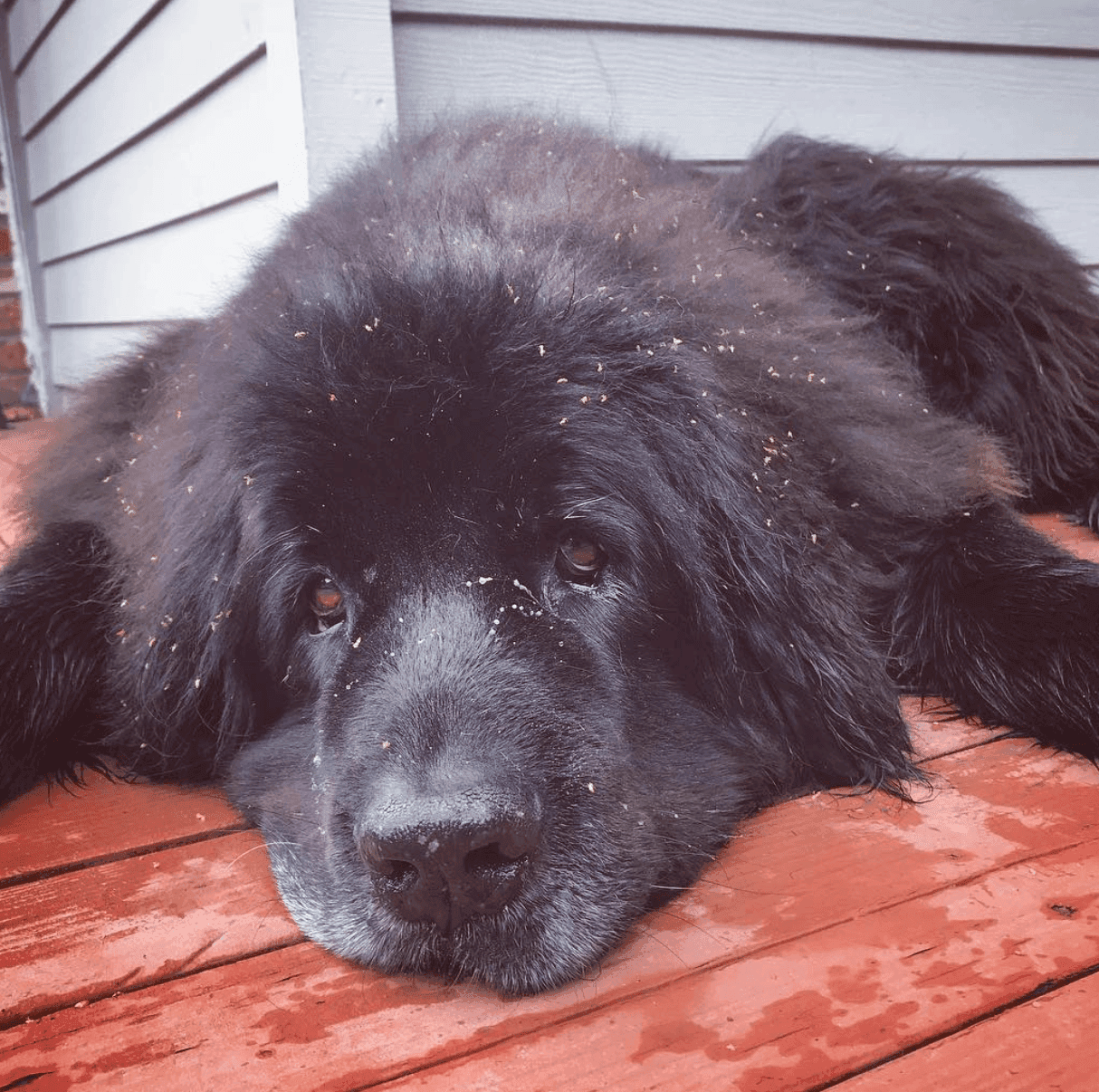 A large black dog rests its head on a red wooden deck beside a house.