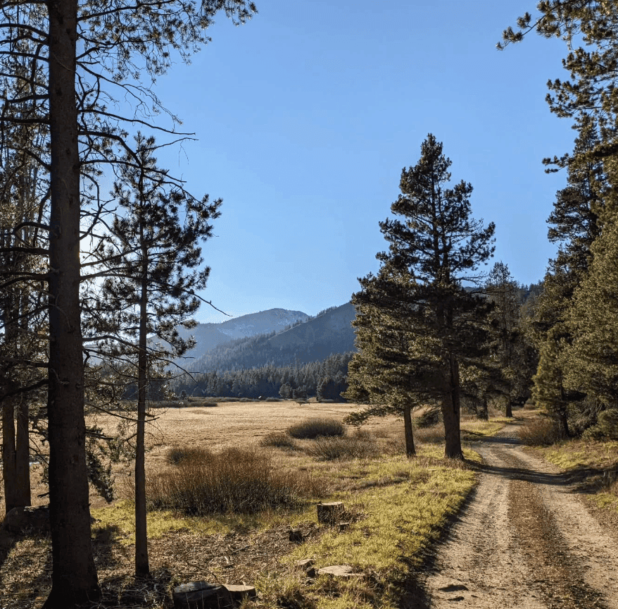 A dirt trail passes pine trees along the edge of a golden meadow.