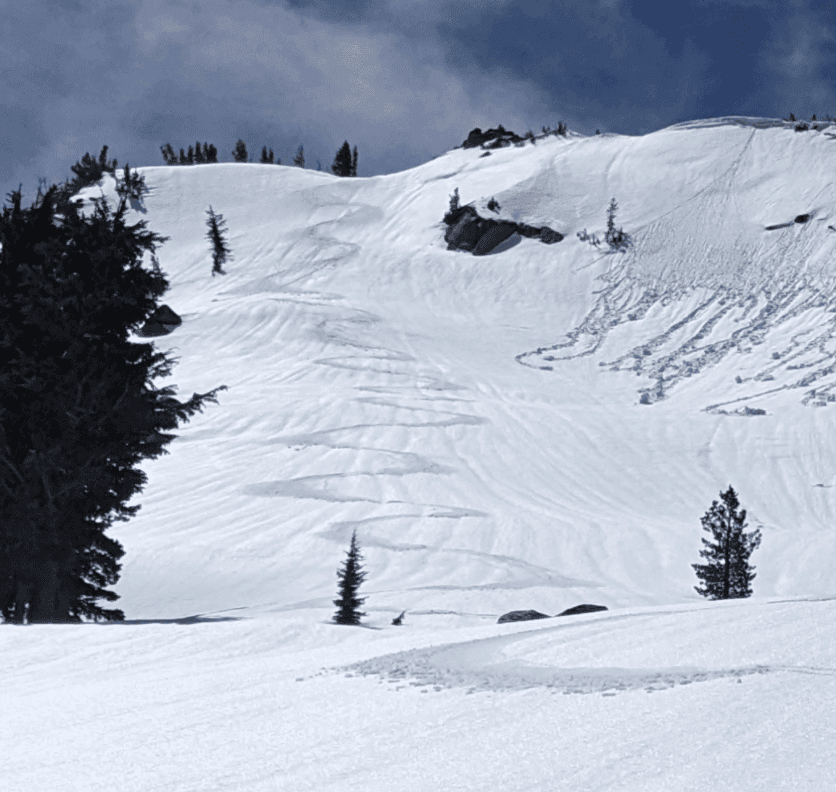 Ski tracks mark a steep snowy slope dotted with evergreen trees.