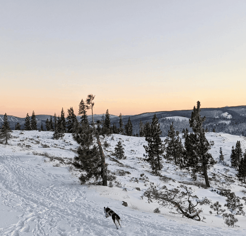 Small trees dot a snow-covered hillside beneath a softly colored evening sky.