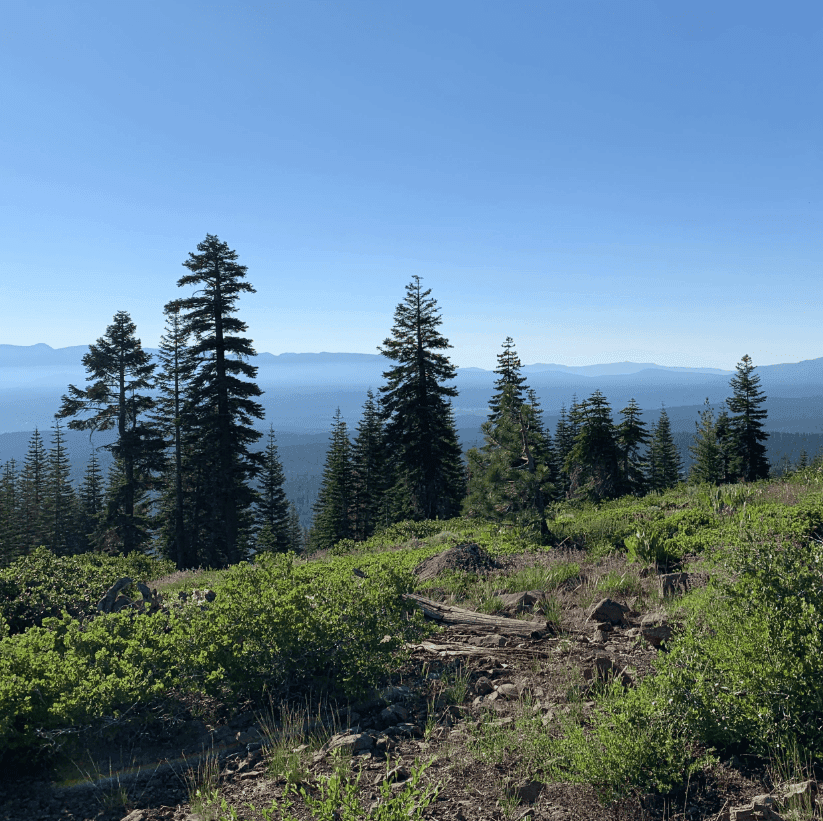 A rocky trail passes low shrubs and tall pines with distant mountains beyond.