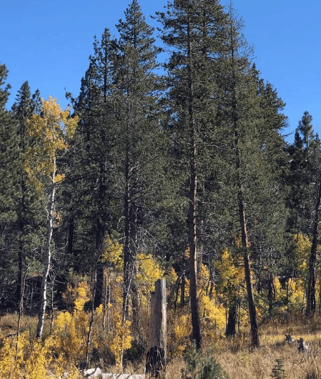 Bright yellow foliage contrasts with tall evergreen trees in autumn woodland.