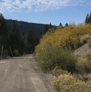 A wide dirt road runs past golden shrubs toward a wooded hillside.