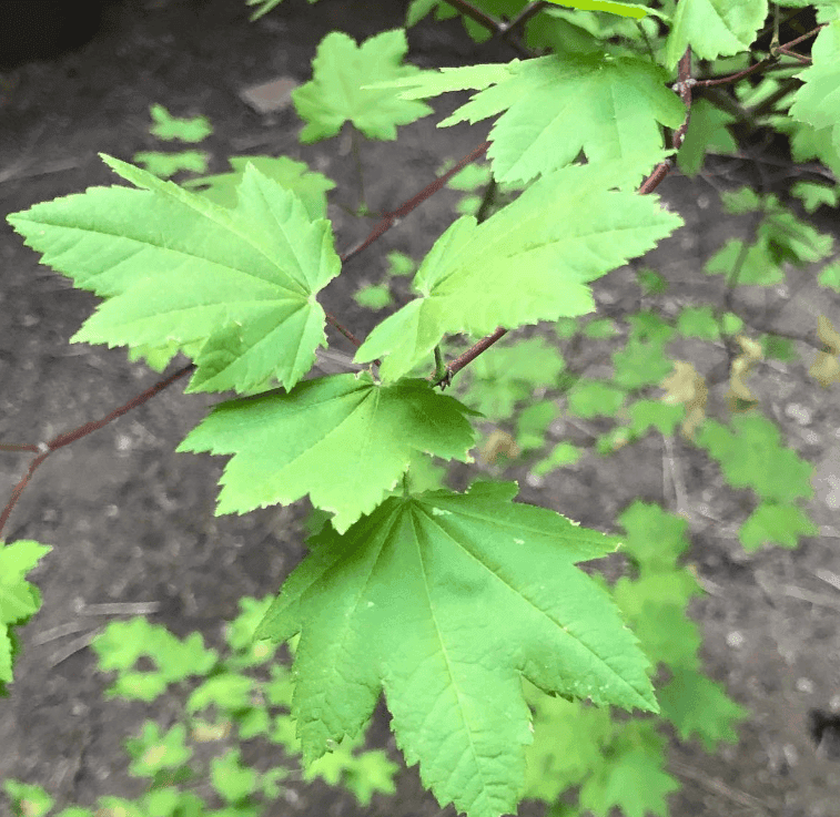 Fresh green lobed leaves fill the foreground against a softly blurred forest floor.