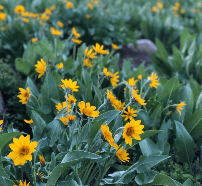 Bright yellow wildflowers bloom among broad green leaves.