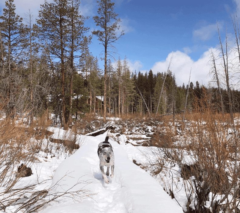 A dog stands on a narrow snow-covered trail through open woodland.